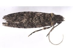 Acridotarsa celsella