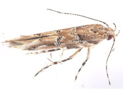 Anatrachyntis rileyi