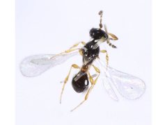 Platygastridae