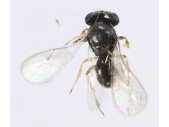 Platygastridae
