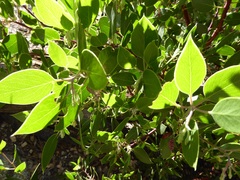 Arctostaphylos patula