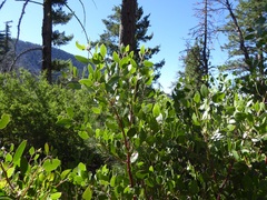 Arctostaphylos patula