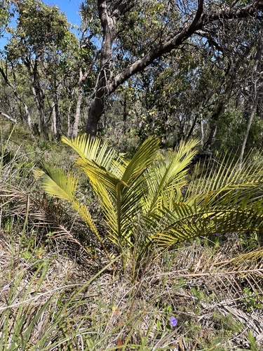 Image of Macrozamia riedlei by (c) Hilary Rose Dawson, some rights reserved (CC BY)