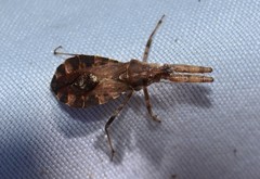 Acholla multispinosa