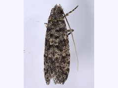 Acridotarsa celsella