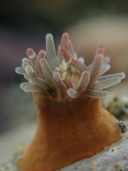 Anthopleura minima