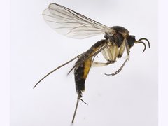 Macrocera