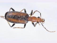 Drypta