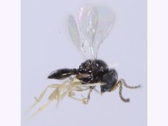 Platygastridae