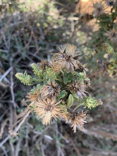 maltese fleabane (Chiliadenus bocconei)