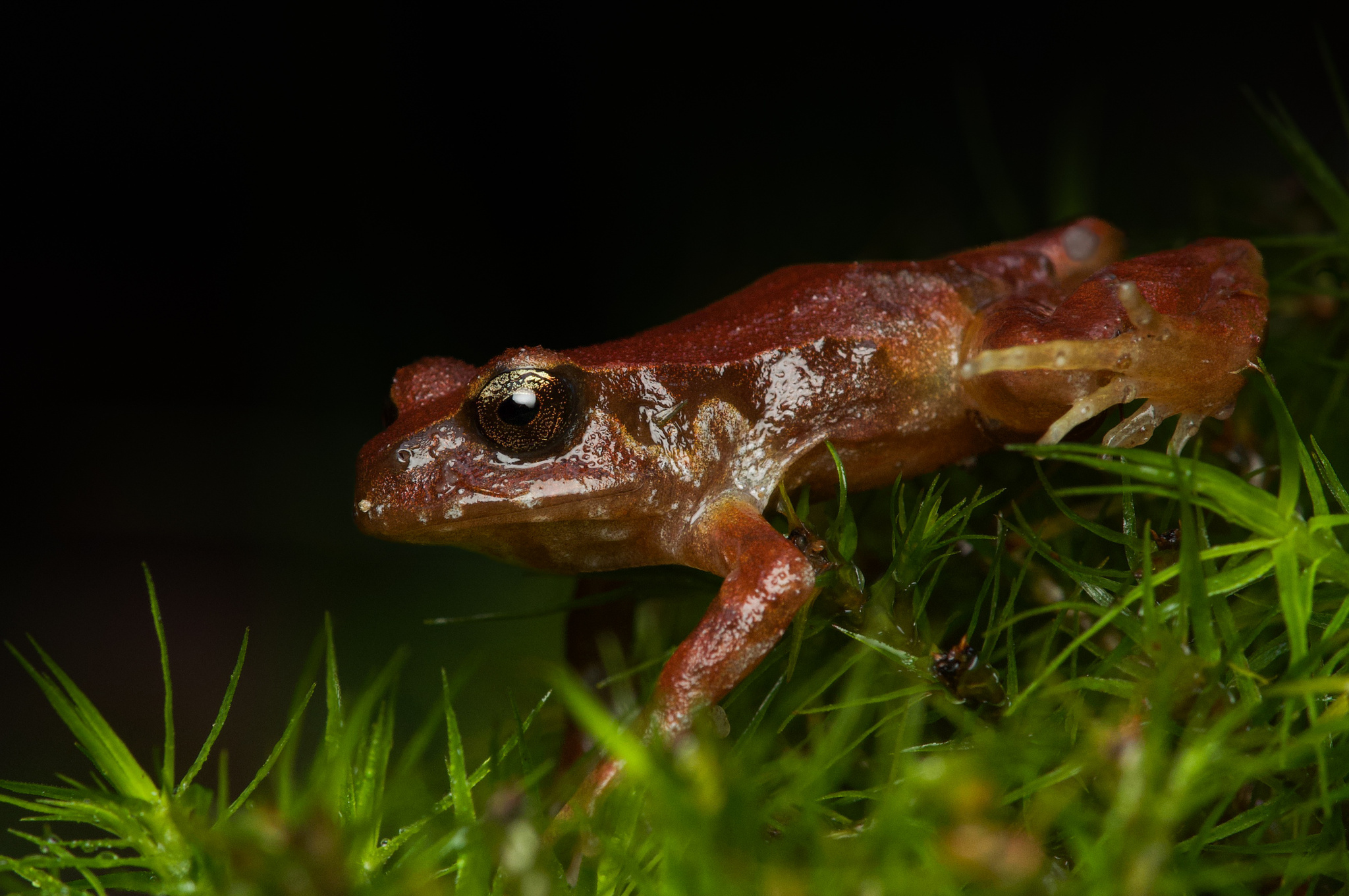 Eupsophus altor Nuñez, Rabanal & Formas, 2012