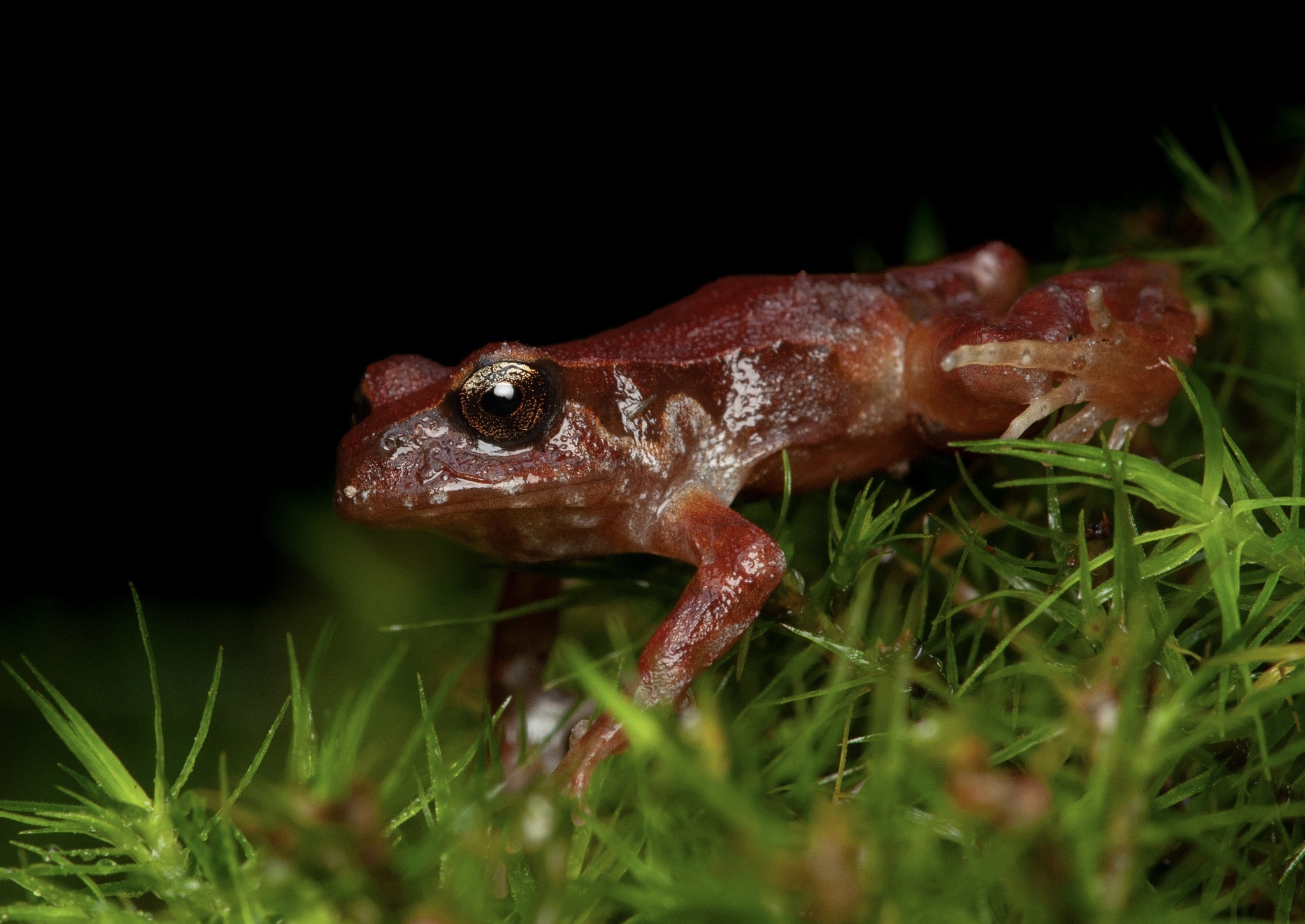 Eupsophus altor Nuñez, Rabanal & Formas, 2012
