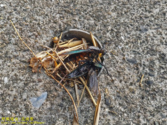 Microstylum oberthurii