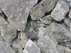 Leptodactylus fragilis