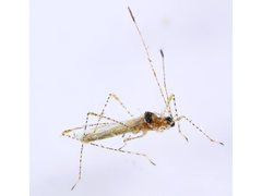 Gampsocoris pacificus