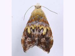 Choreutis emplecta