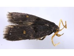 Cophomantella lychnocentra