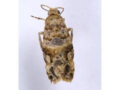 Lobesia transtrifera