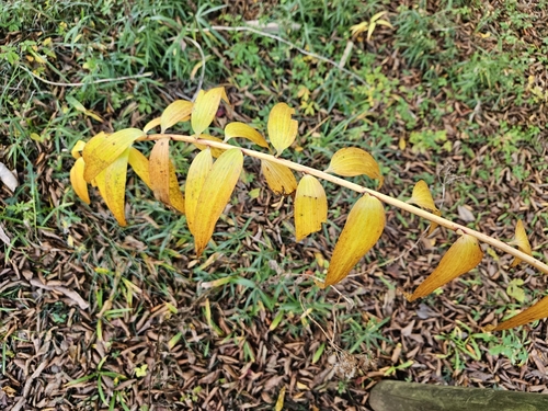 Image of Lilium auratum by (c) Marc Riera, some rights reserved (CC BY)