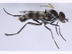 Acraspisa