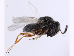 Platygastridae