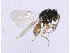 Platygastridae