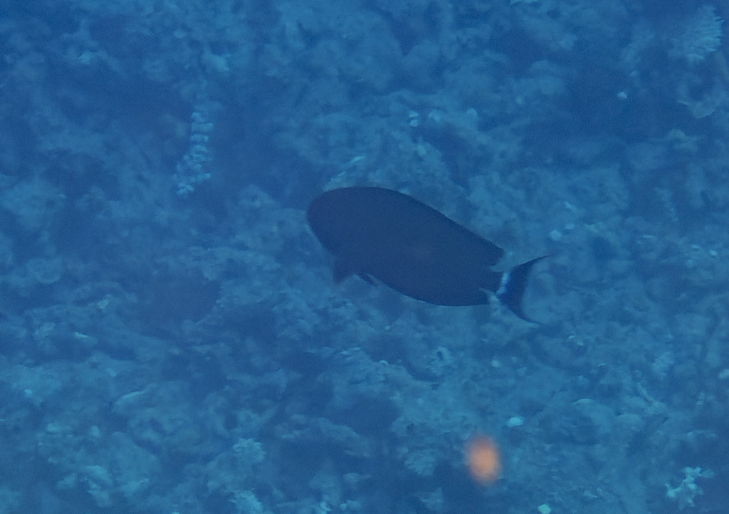Black surgeonfish