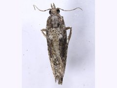 Strepsicrates semicanella