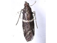 Cryptoblabes plagioleuca