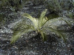 Macrozamia riedlei