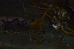 Lessonia trabeculata