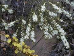 Hypocalymma angustifolium
