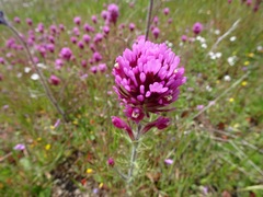 Castilleja exserta