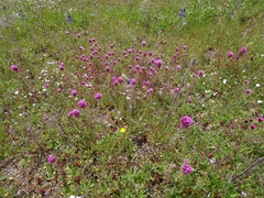 Castilleja exserta