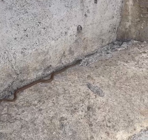 Twin-spotted Ratsnake