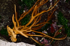 Lessonia trabeculata