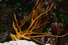 Lessonia trabeculata