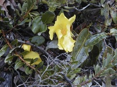 Hibbertia quadricolor