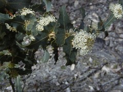 Hakea amplexicaulis
