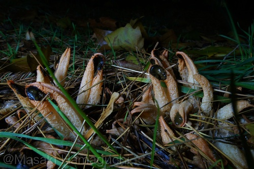 Clathrus bicolumnatus