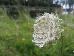 Daucus carota