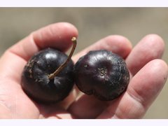 Pleiogynium timoriense