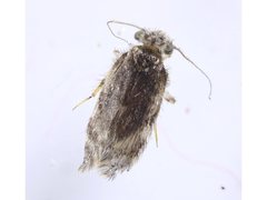 Lepidopsocidae