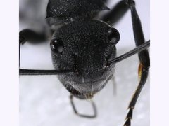 Polyrhachis sokolova