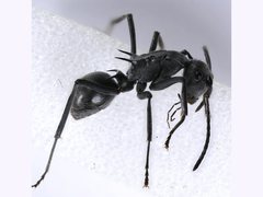 Polyrhachis sokolova