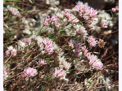 Polycarpaea spirostylis
