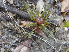 Banksia arctotidis