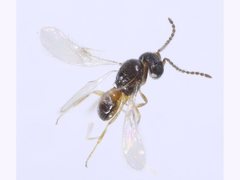 Baeus