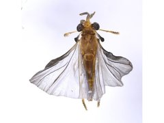 Corioxenidae