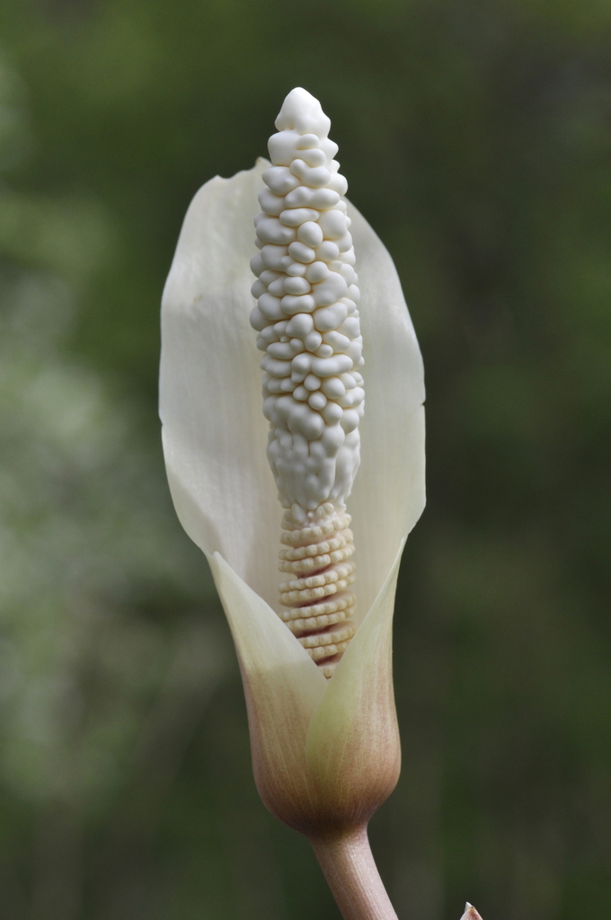 Amorphophallus verticillatus (Amorphophallus verticillatus)
